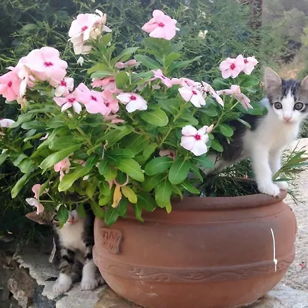 Appartement Costa Vathi (Sifnos)