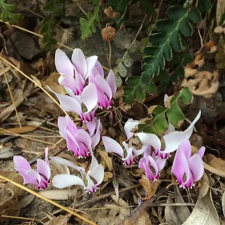 Costa * Vathi (Sifnos)