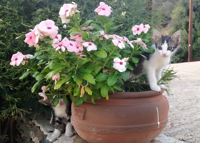 Lägenhet Costa Vathi (Sifnos)